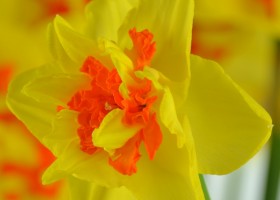 Narcissus Vulcanello (5)