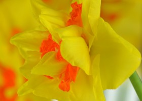 Narcissus Vulcanello (6)