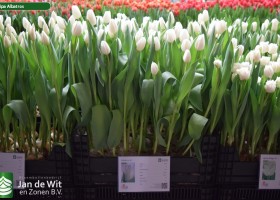 Tulipa Albatros (1)