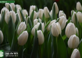 Tulipa Albatros (3)