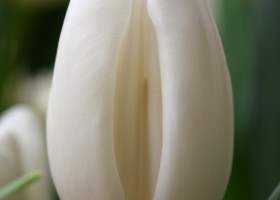 Tulipa Albatros (4)