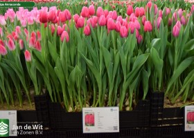 Tulipa Annaconda (1)