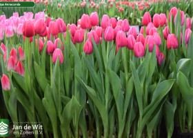 Tulipa Annaconda (2)