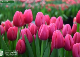 Tulipa Annaconda (3)