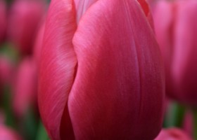 Tulipa Annaconda (4)