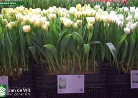 Tulipa Avant Garde (1)