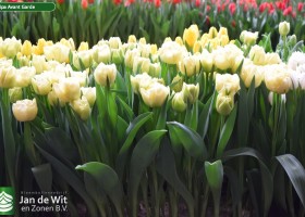 Tulipa Avant Garde (2)