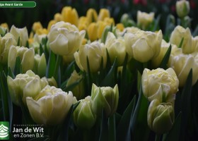 Tulipa Avant Garde (3)