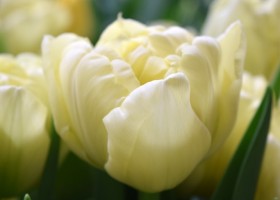 Tulipa Avant Garde (4)