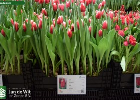 Tulipa Balance (1)
