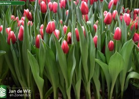 Tulipa Balance (2)