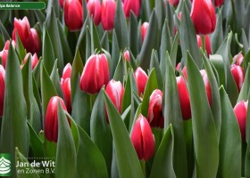 Tulipa Balance (3)