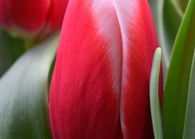Tulipa Balance (4)
