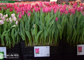 Tulipa Barcelona (1)