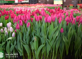 Tulipa Barcelona (2)