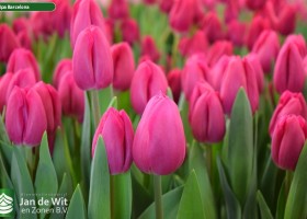 Tulipa Barcelona (3)