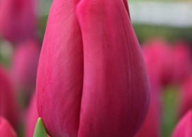 Tulipa Barcelona (4)