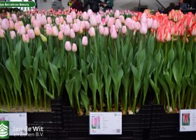Tulipa Barcelona Beauty (1)