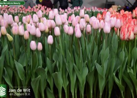 Tulipa Barcelona Beauty (2)