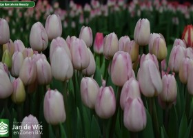 Tulipa Barcelona Beauty (3)