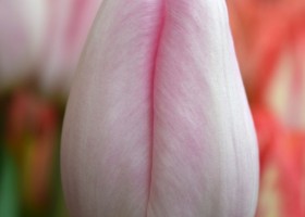 Tulipa Barcelona Beauty (4)