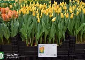 Tulipa Blushing Flight (1)