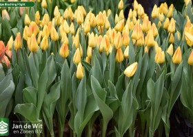 Tulipa Blushing Flight (2)