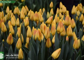 Tulipa Blushing Flight (3)