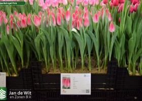 Tulipa Bolroyal Pink (1)
