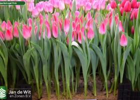 Tulipa Bolroyal Pink (2)