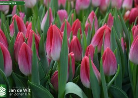 Tulipa Bolroyal Pink (3)