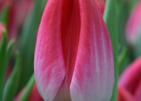 Tulipa Bolroyal Pink (4)