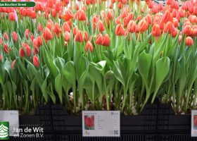 Tulipa Bourbon Street (1)