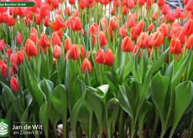 Tulipa Bourbon Street (2)