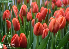 Tulipa Bourbon Street (3)