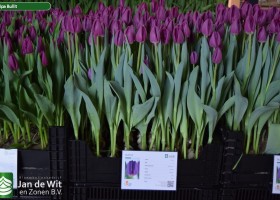 Tulipa Bullit (1)