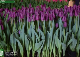 Tulipa Bullit (2)
