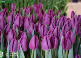 Tulipa Bullit (3)