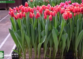 Tulipa Buster (1)