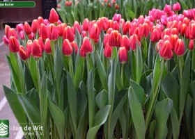 Tulipa Buster (2)