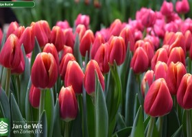 Tulipa Buster (3)