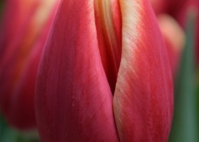Tulipa Buster (4)