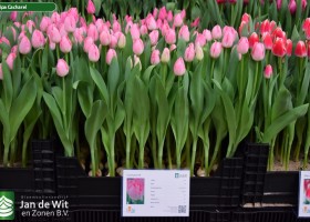 Tulipa Cacharel (1)