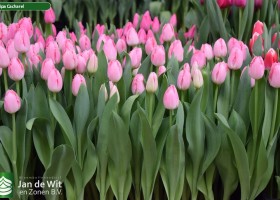 Tulipa Cacharel (2)