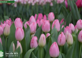 Tulipa Cacharel (3)