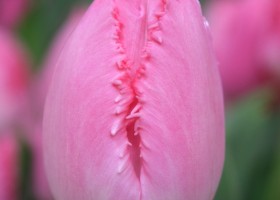 Tulipa Cacharel (4)
