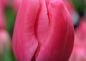 Tulipa Carola (4)