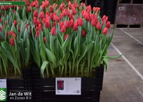 Tulipa Cartago (1)