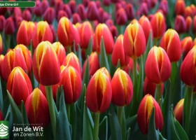 Tulipa China Girl (3)