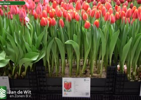 Tulipa Choice (1)